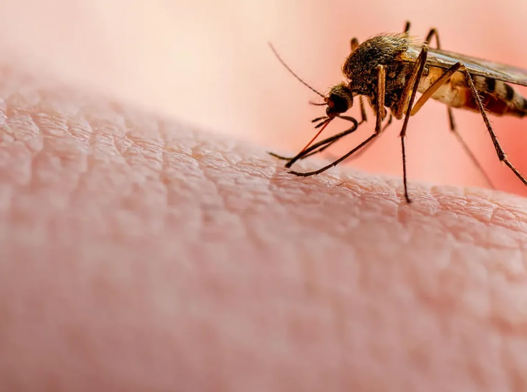 Malaria Disease Life Cycle