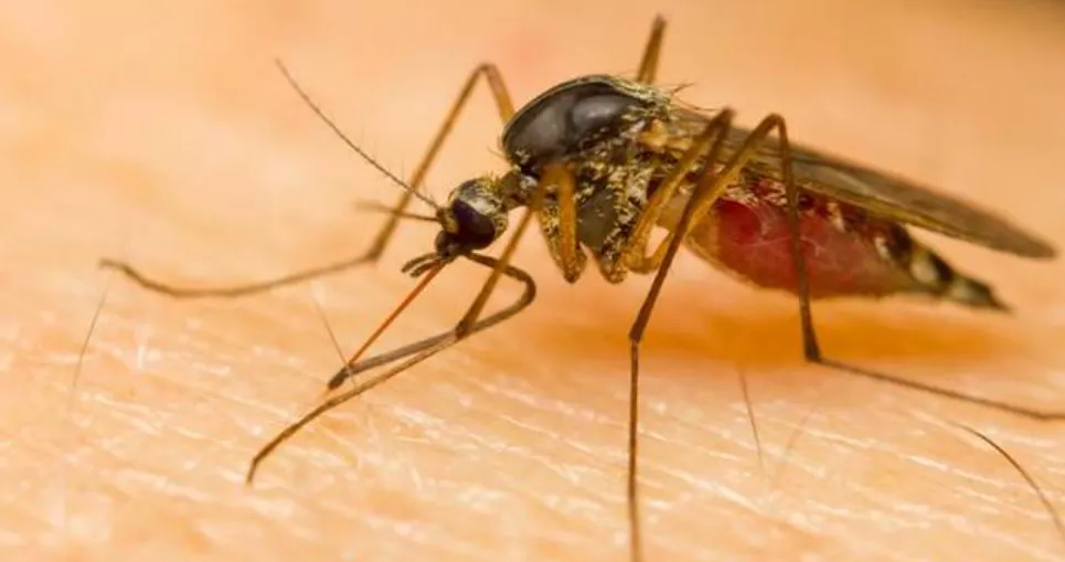 Malaria Disease Life Cycle