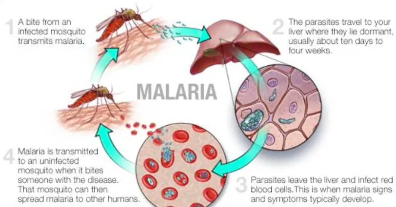 Malaria Disease Life Cycle