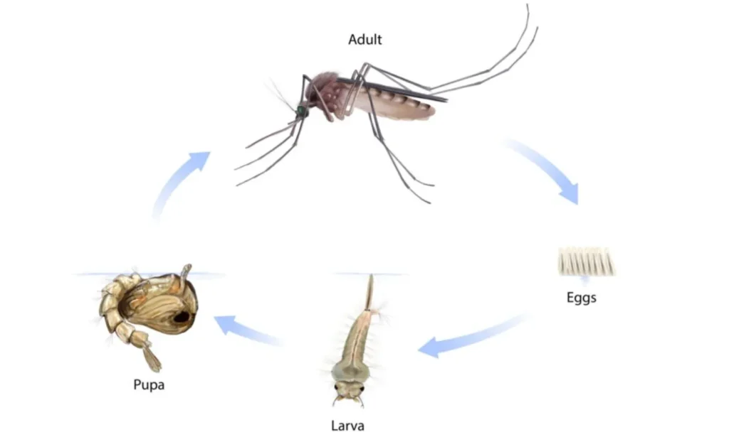 Mosquito Life Cycle