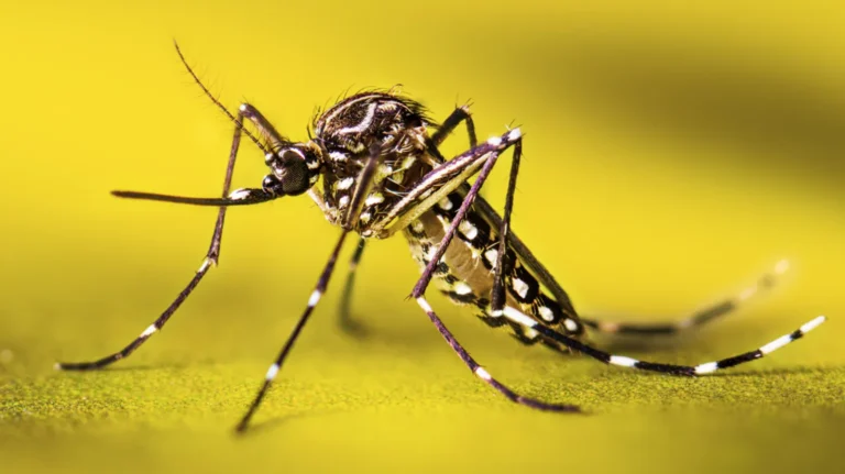Mosquito Life Cycle
