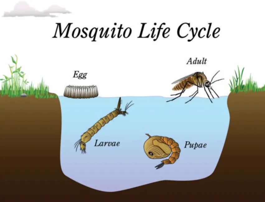 Mosquito Life Cycle