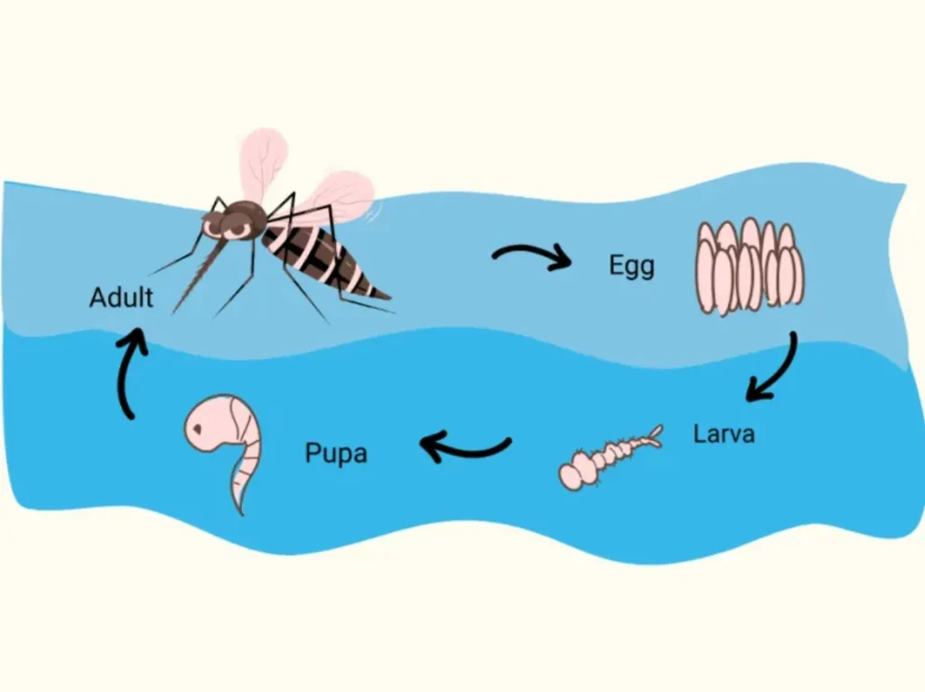 Mosquito Life Cycle