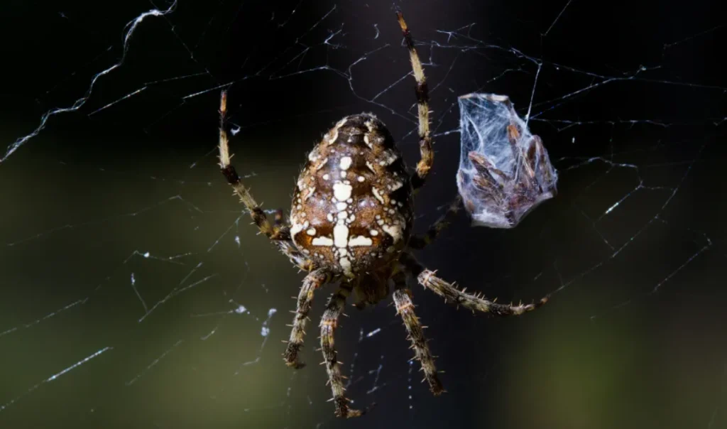 Spider Lifecycle