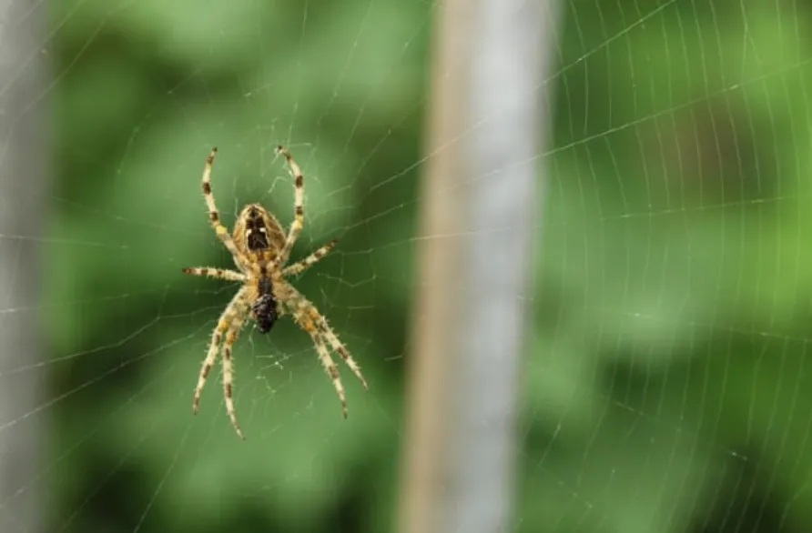 Spider Lifecycle