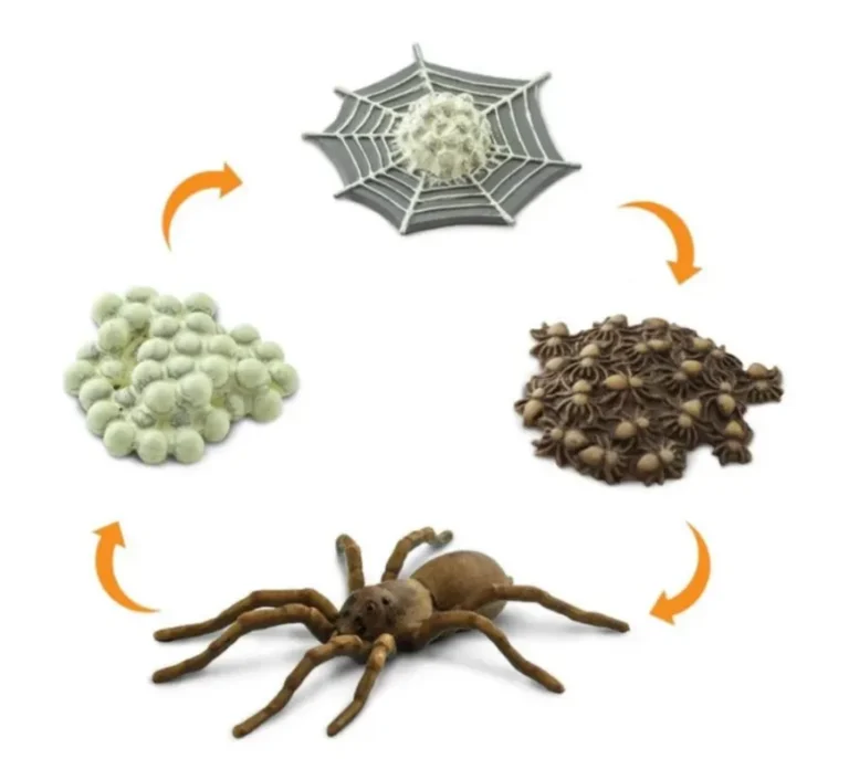Spider Lifecycle