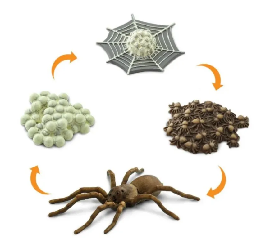 Spider Lifecycle Explained: Complete Stages, Reproduction, Food, Survival, and Ecosystem Importance