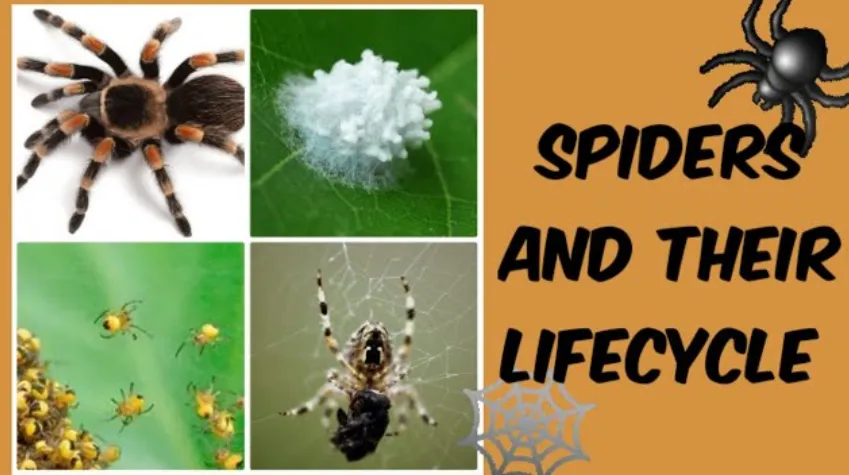 Spider Lifecycle