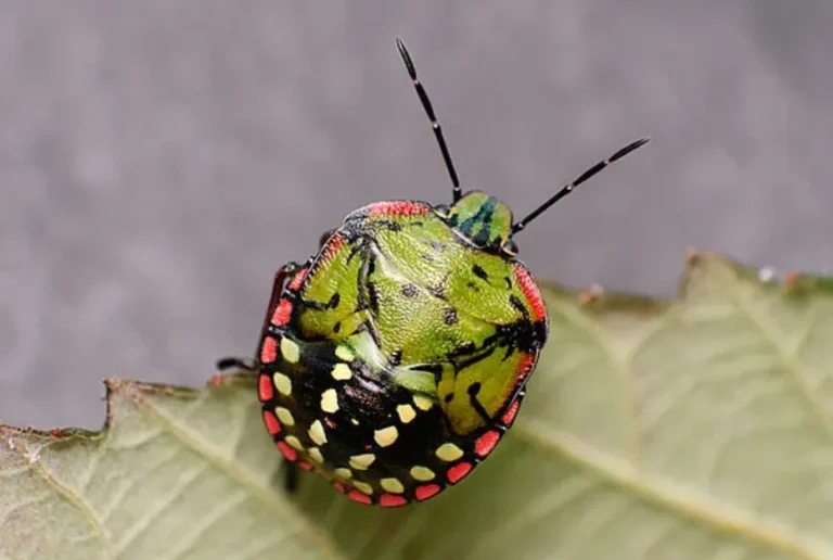 Stink Bug Life Cycle