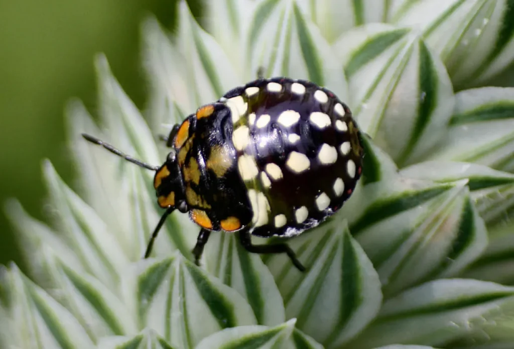 Stink Bug Life Cycle