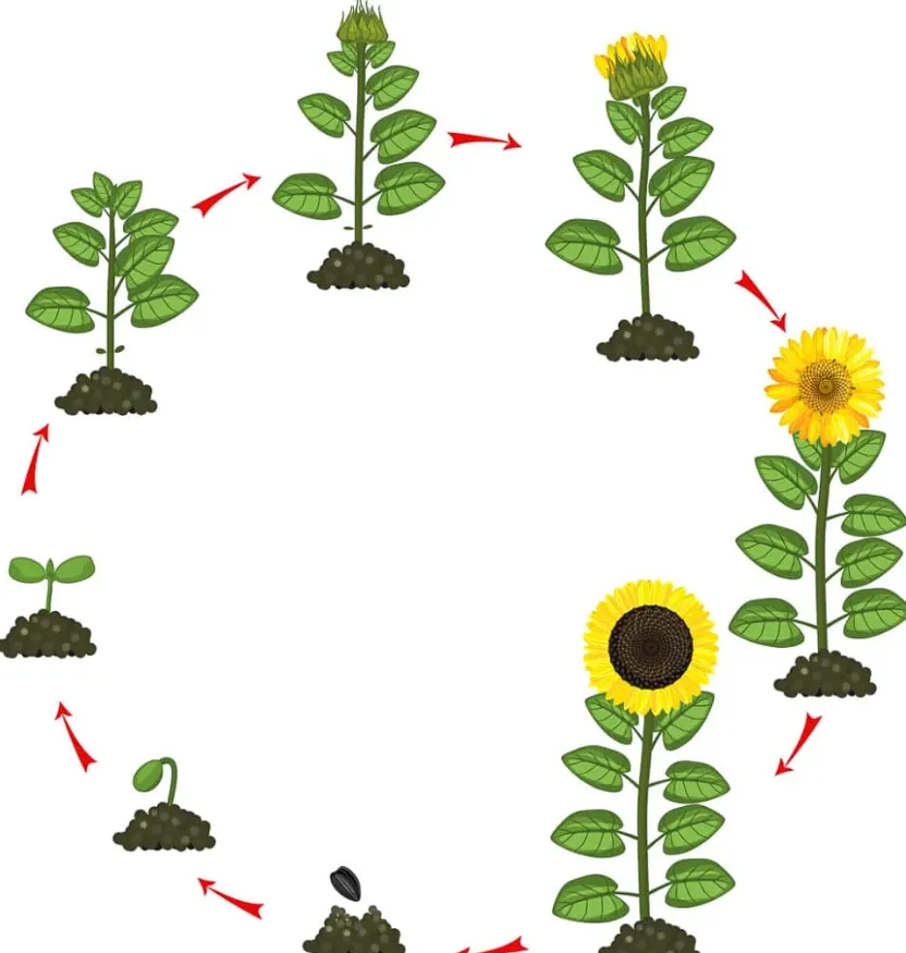 Sunflower Life Cycle
