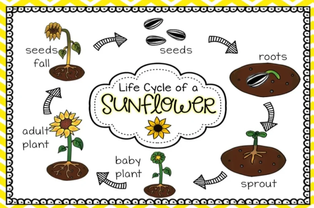 Sunflower Life Cycle