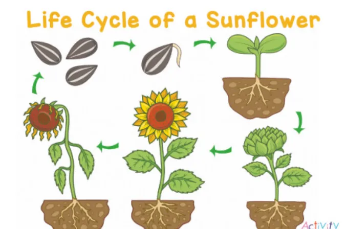 Sunflower Life Cycle