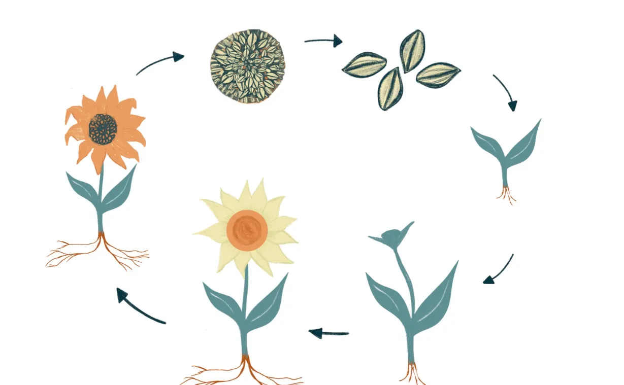 Sunflower Life Cycle