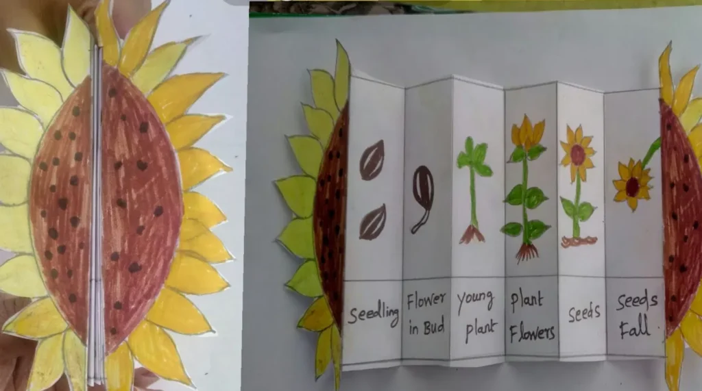 Sunflower Life Cycle Explained From Seed to Bloom (Complete Growth Guide for Beginners & Experts)