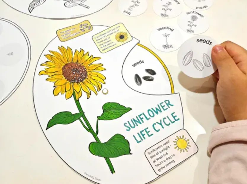 Sunflower Life Cycle Explained From Seed to Bloom (Complete Growth Guide for Beginners & Experts)