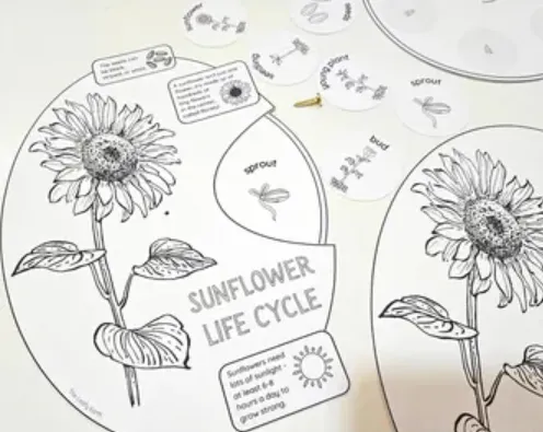 Sunflower Life Cycle Explained From Seed to Bloom (Complete Growth Guide for Beginners & Experts)