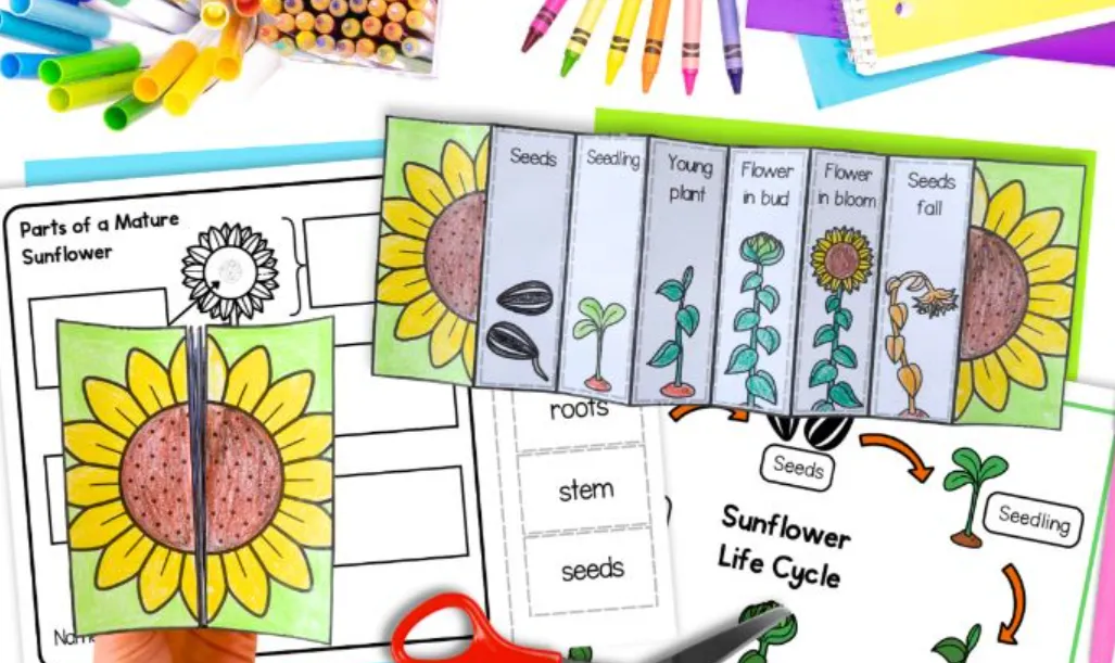 Sunflower Life Cycle Explained From Seed to Bloom (Complete Growth Guide for Beginners & Experts)