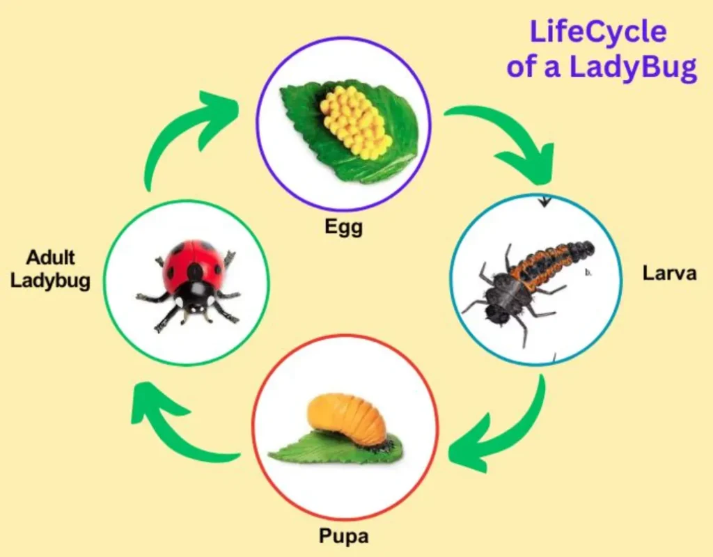 The Complete Life Cycle of a Ladybird From Tiny Egg to Powerful Garden Guardian