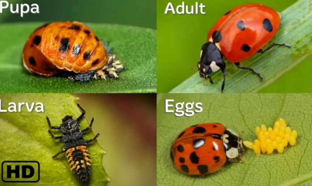 The Complete Life Cycle of a Ladybird From Tiny Egg to Powerful Garden Guardian