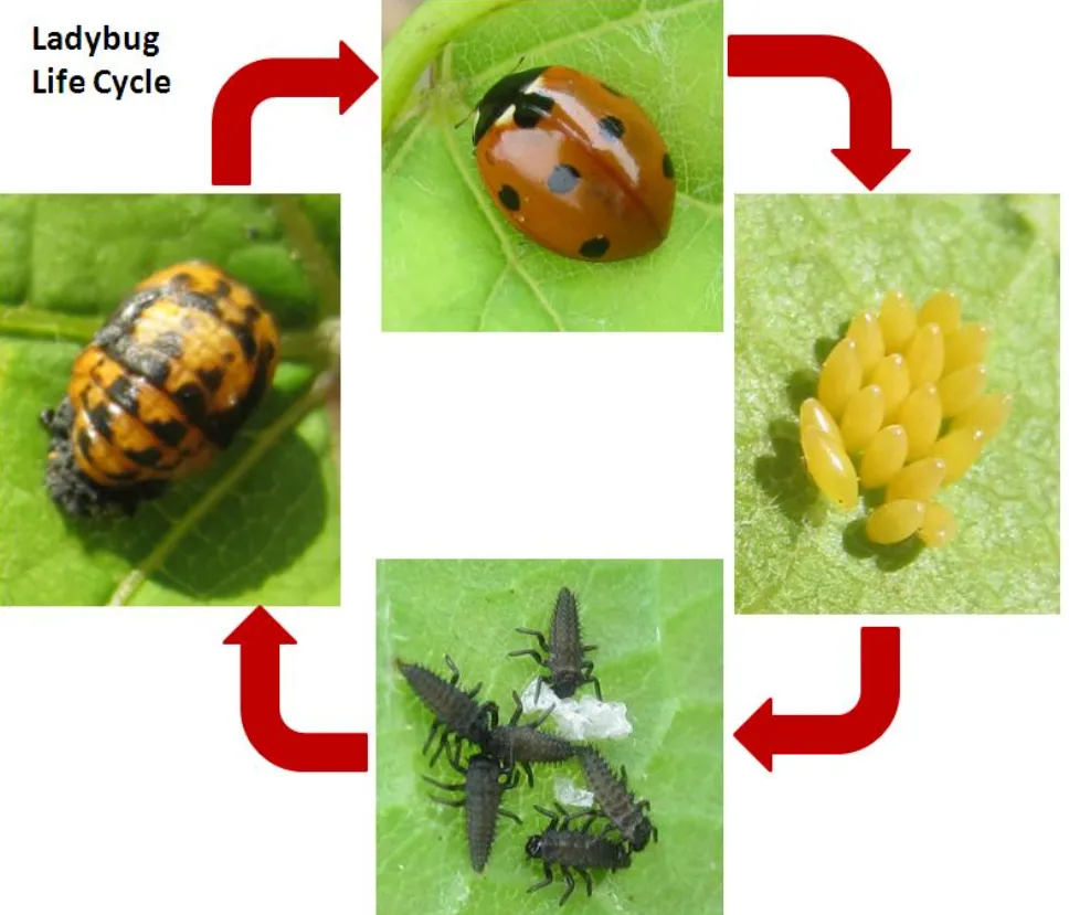 The Complete Life Cycle of a Ladybird From Tiny Egg to Powerful Garden Guardian
