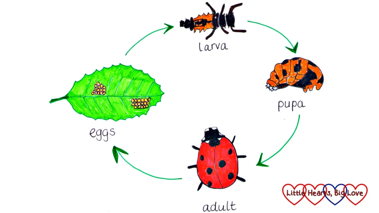 The Complete Life Cycle of a Ladybird: From Tiny Egg to Powerful Garden Guardian