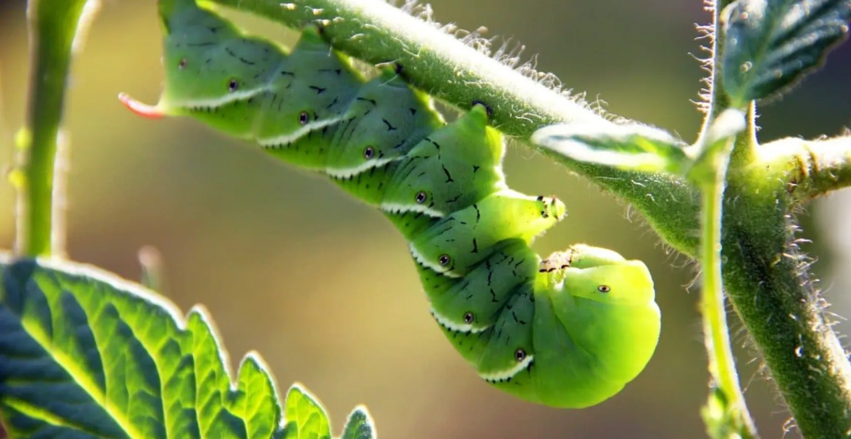 Tomato Hornworm Life Cycle Complete Guide from Egg to Moth (Control, Identification & Ecosystem Role)