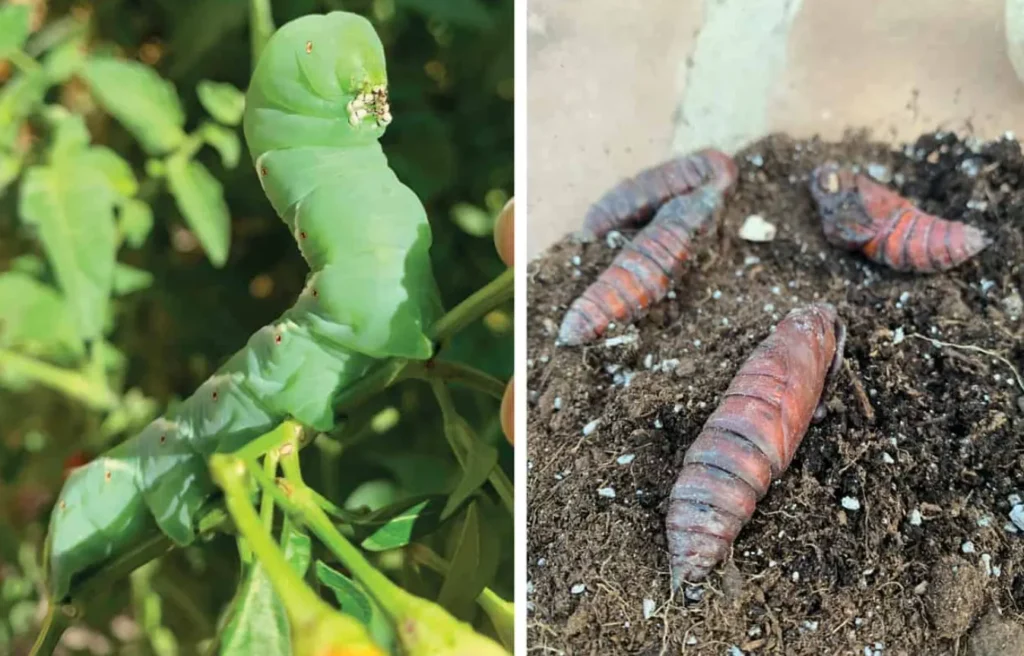 Tomato Hornworm Life Cycle: Complete Guide from Egg to Moth (Control, Identification & Ecosystem Role)