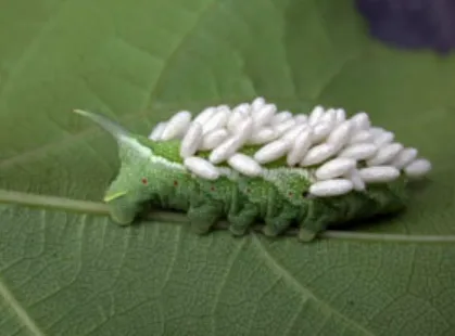 Tomato Hornworm Life Cycle: Complete Guide from Egg to Moth (Control, Identification & Ecosystem Role)