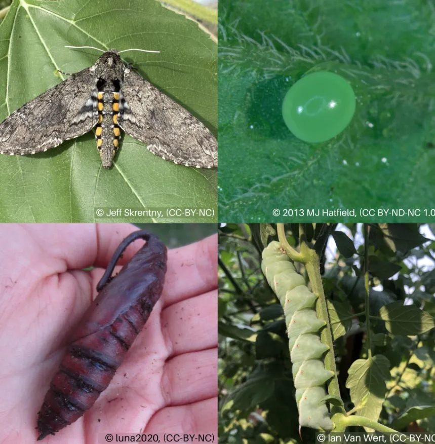 Tomato Hornworm Life Cycle: Complete Guide from Egg to Moth (Control, Identification & Ecosystem Role)