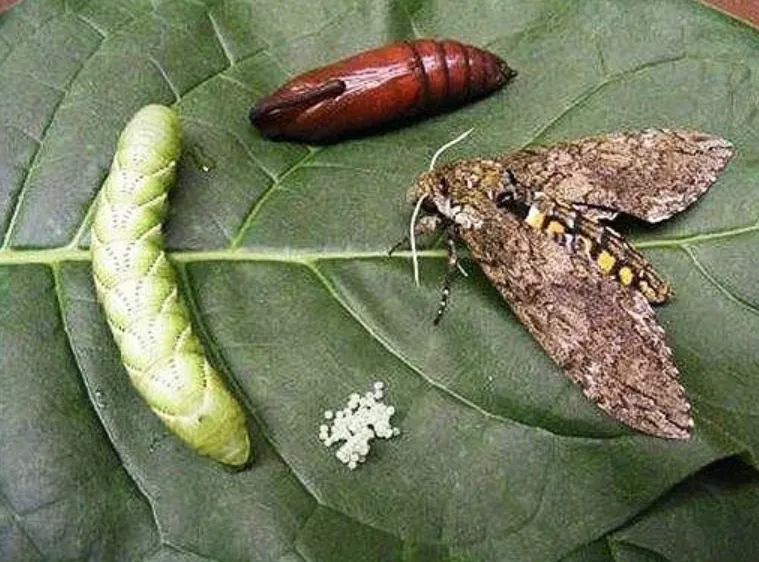 Tomato Hornworm Life Cycle Complete Guide to Growth, Survival, and Control in Your Garden