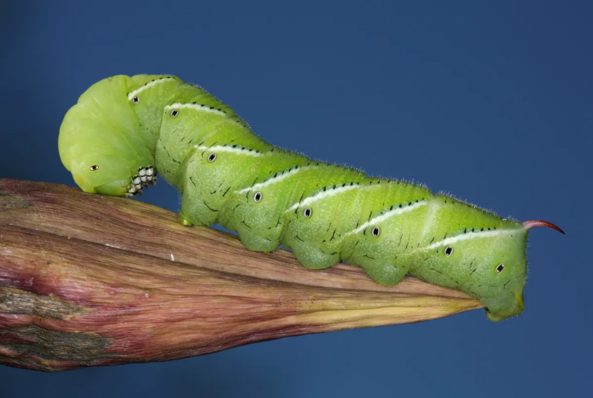 Tomato Hornworm Life Cycle Complete Guide to Growth, Survival, and Control in Your Garden