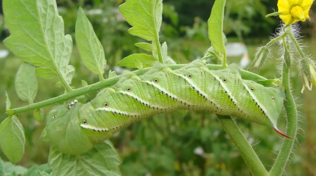Tomato Hornworm Life Cycle Complete Guide to Growth, Survival, and Control in Your Garden
