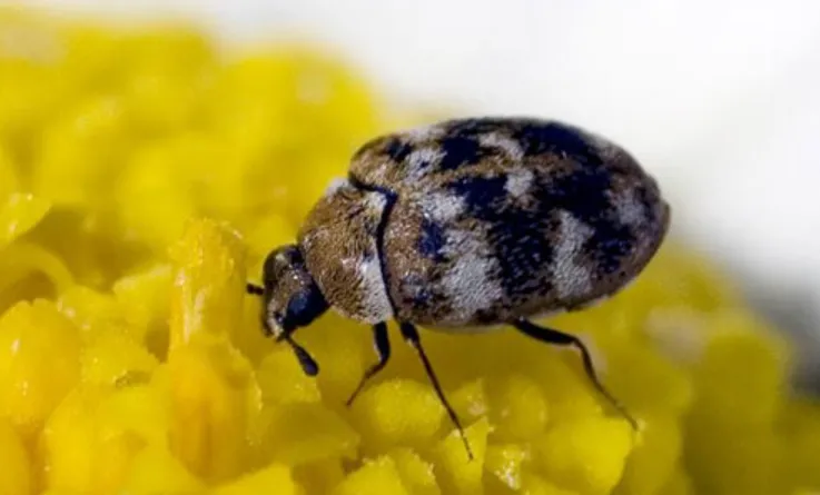 Varied Carpet Beetle Life Cycle