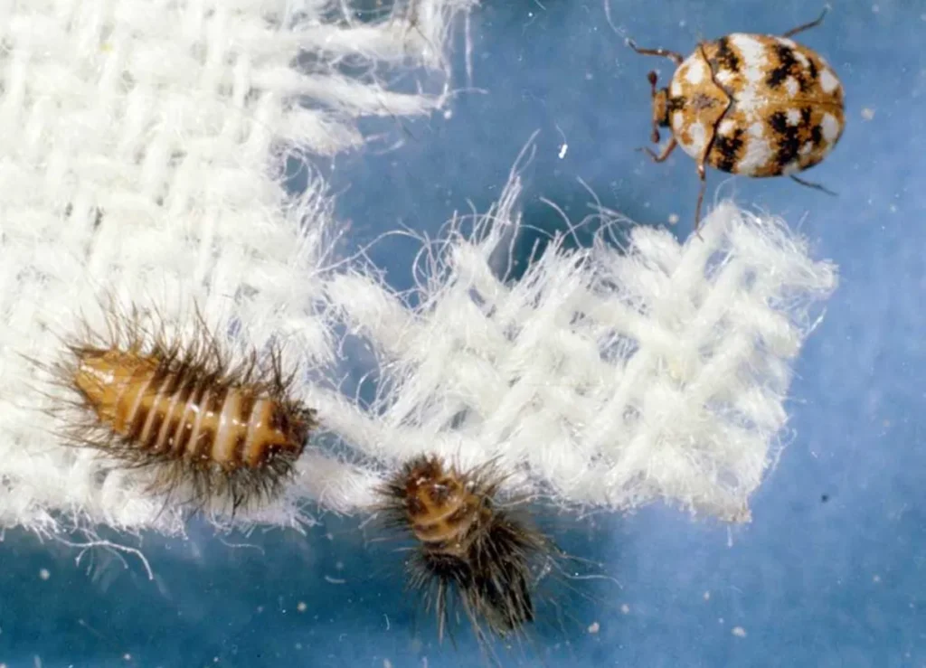 Varied Carpet Beetle Life Cycle