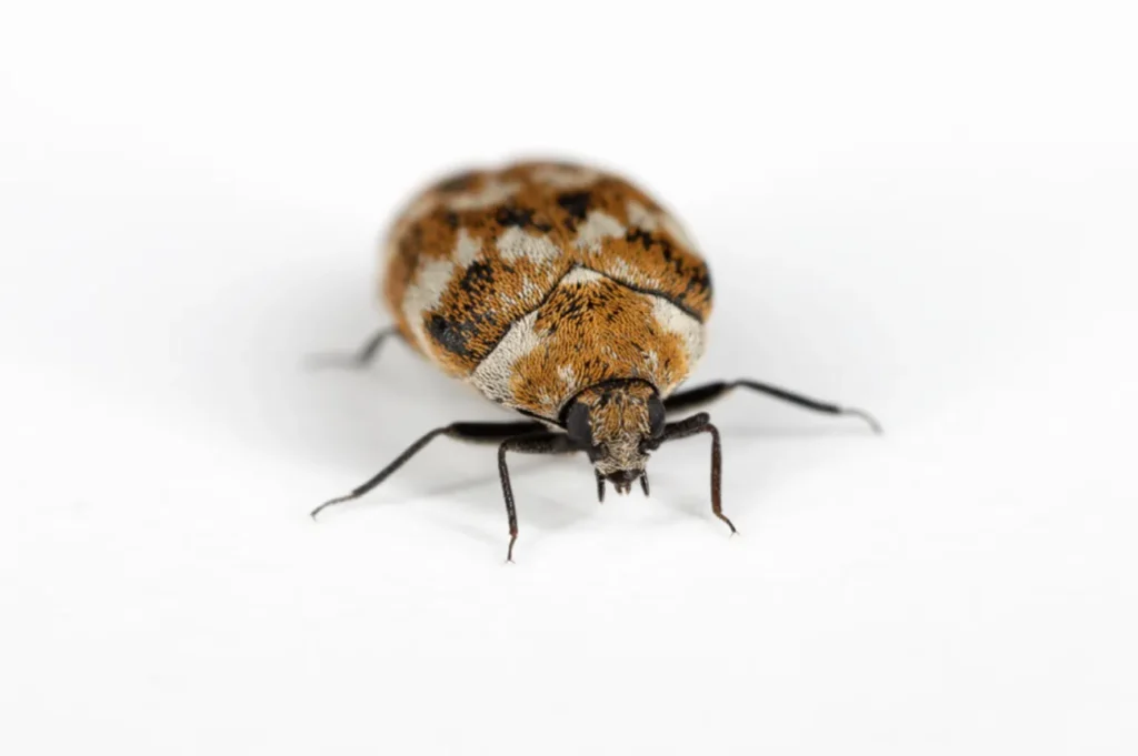 Varied Carpet Beetle Life Cycle
