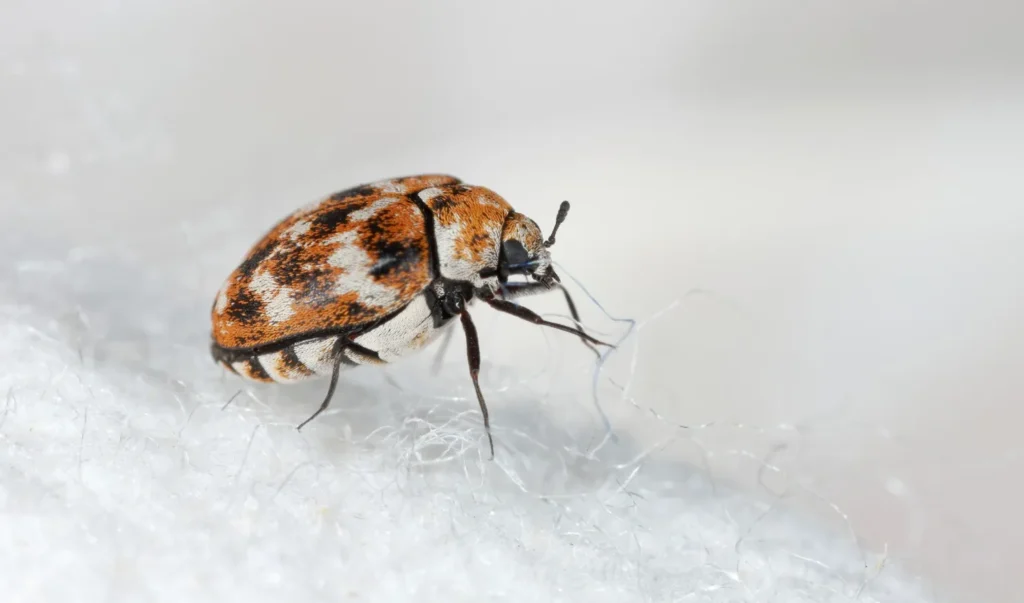 Varied Carpet Beetle Life Cycle