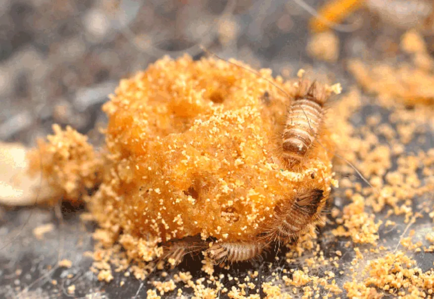 Varied Carpet Beetle Life Cycle Explained Stages, Survival Secrets & Complete Guide for Homeowners