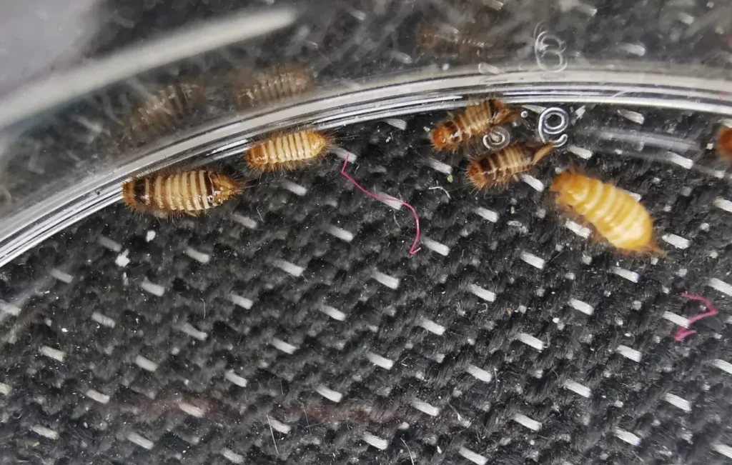 Varied Carpet Beetle Life Cycle Explained Stages, Survival Secrets & Complete Guide for Homeowners