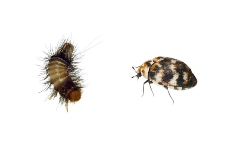 Varied Carpet Beetle Life Cycle Explained Stages, Survival Secrets & Complete Guide for Homeowners