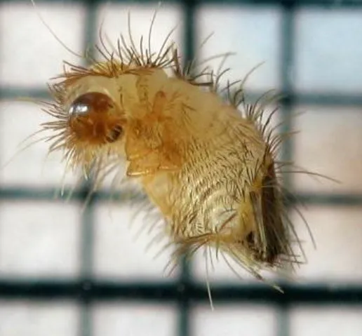 Varied Carpet Beetle Life Cycle Explained Stages, Survival Secrets & Complete Guide for Homeowners