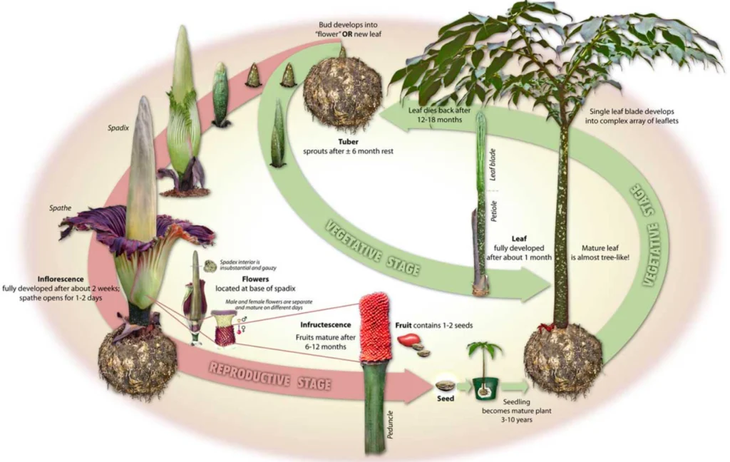Amorphophallus Titanum Life Cycle