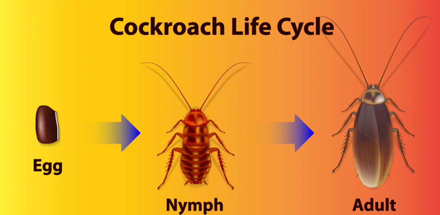 American Roach Life Cycle