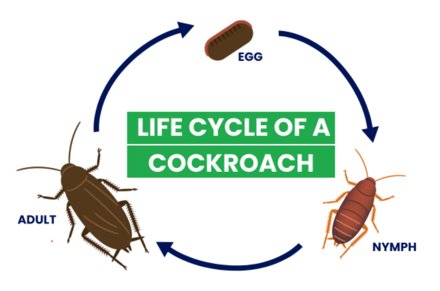 American Roach Life Cycle