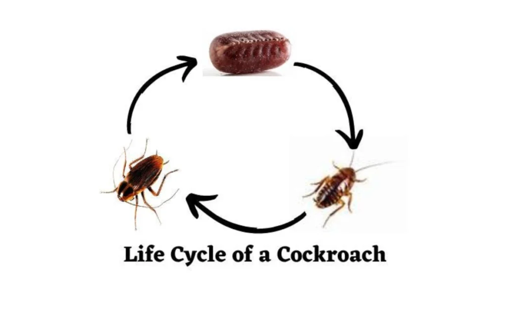 American Roach Life Cycle