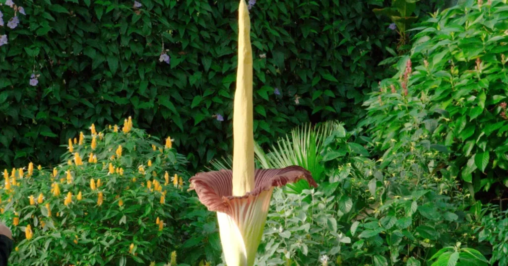 Amorphophallus Titanum Life Cycle