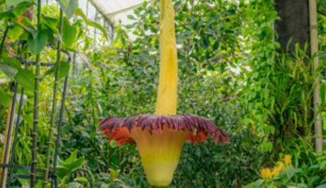 Amorphophallus Titanum Life Cycle