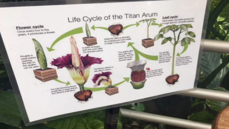Amorphophallus Titanum Life Cycle
