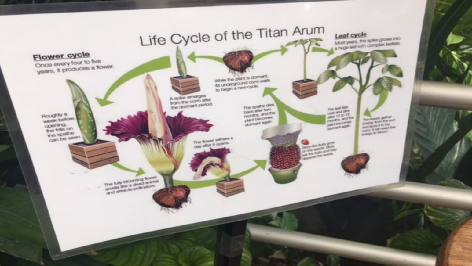 Amorphophallus Titanum Life Cycle