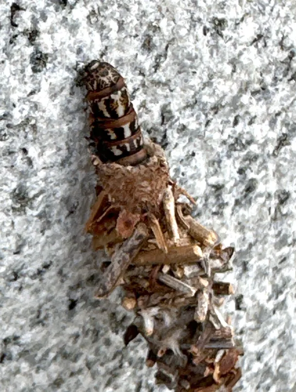 Bagworm Moth Life Cycle